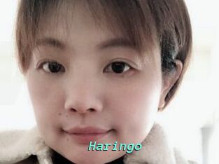 Haringo