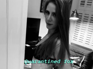 Quarantined_fox