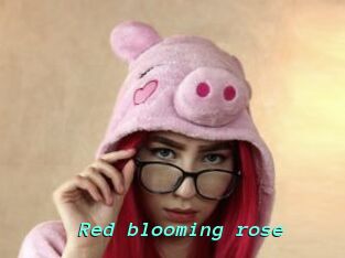 Red_blooming_rose