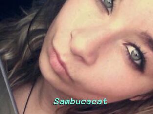 Sambucacat