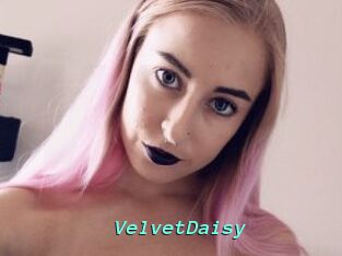 VelvetDaisy